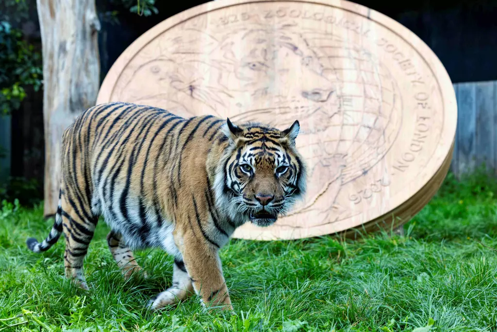 ZSL tigers give giant coin the roar of approval | The Zoological
